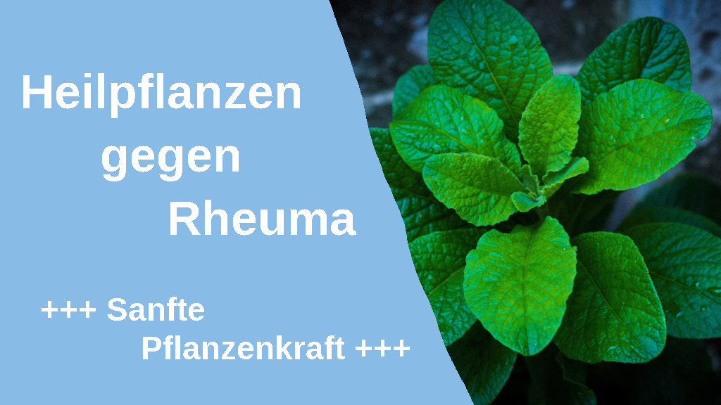 Tocilizumab Actemra Wirkung Anwendung Und M gliche Risiken